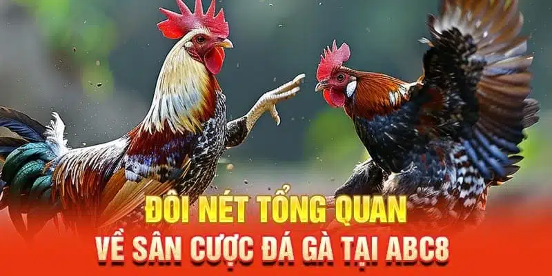 Đá gà ABC8 - Sân chơi cá cược uy tín, chất lượng hàng đầu